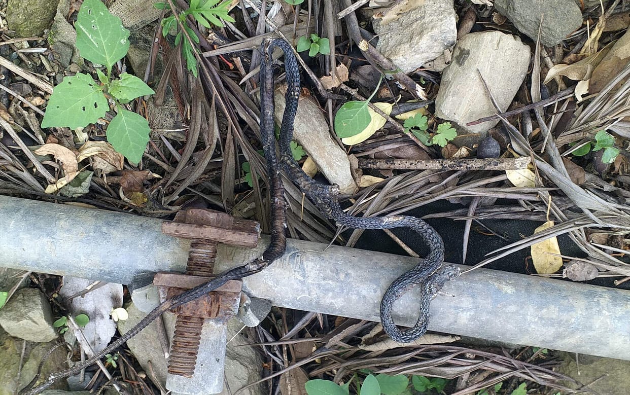 Three foot long dead snake in the drinking water line.