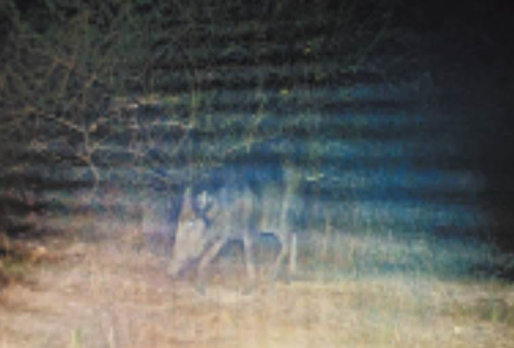 rare wild animals were seen in camera in sarojini nagar area of lucknow