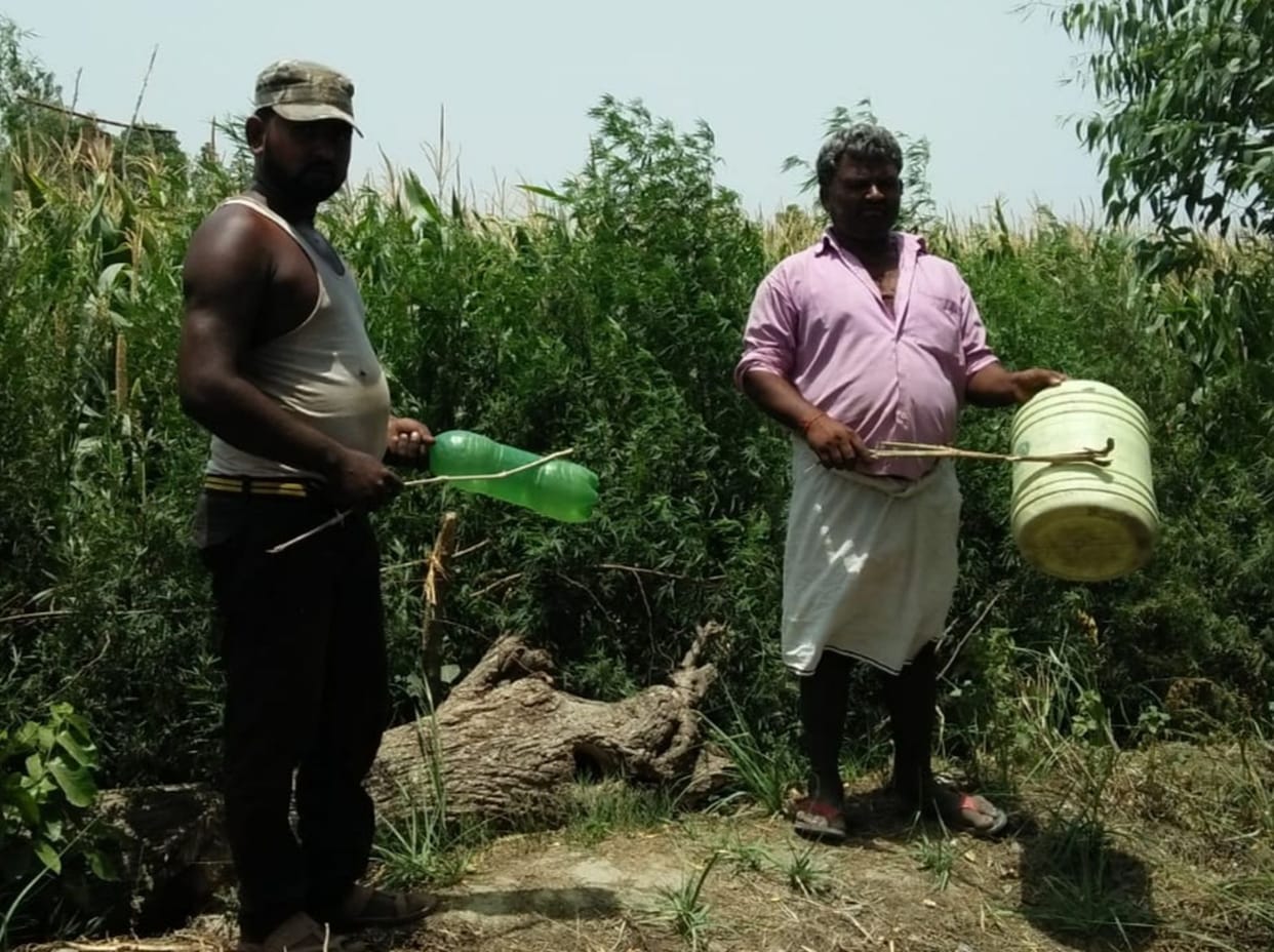 Locust party plows farmers' sleep, trying to save crop