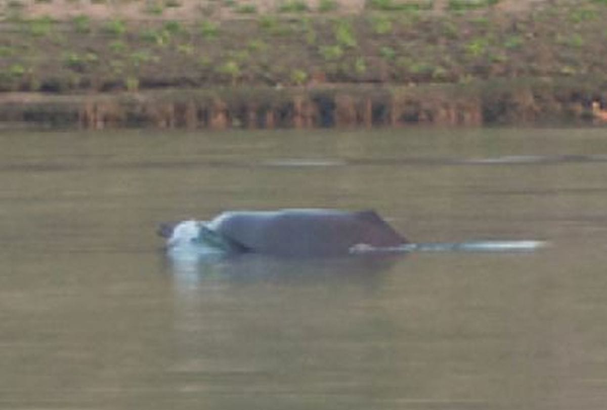 Dolphins unable to dive in Chambal river due to decrease water level