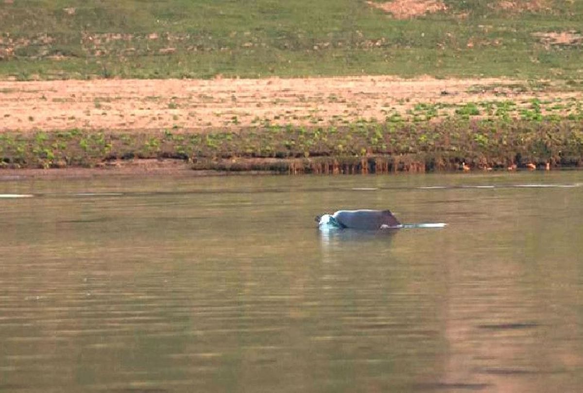 Dolphins unable to dive in Chambal river due to decrease water level