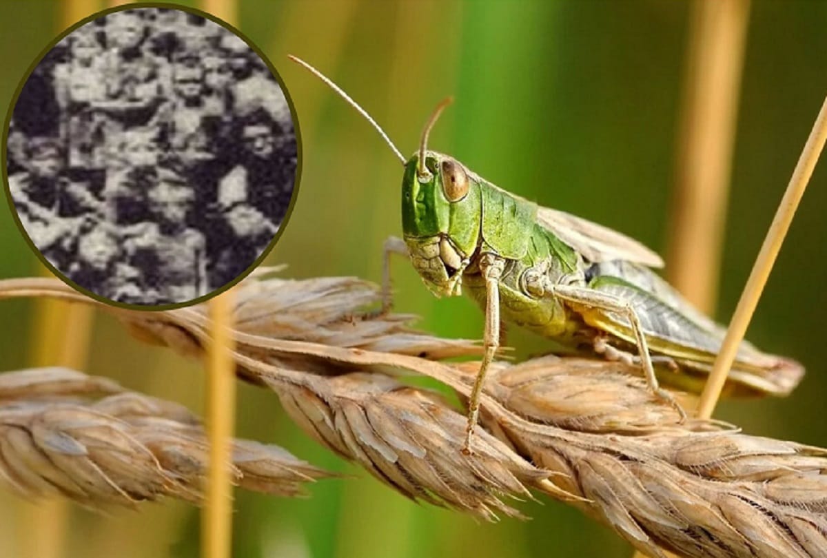 China Great Famine true story When millions of people were killed because of locusts
