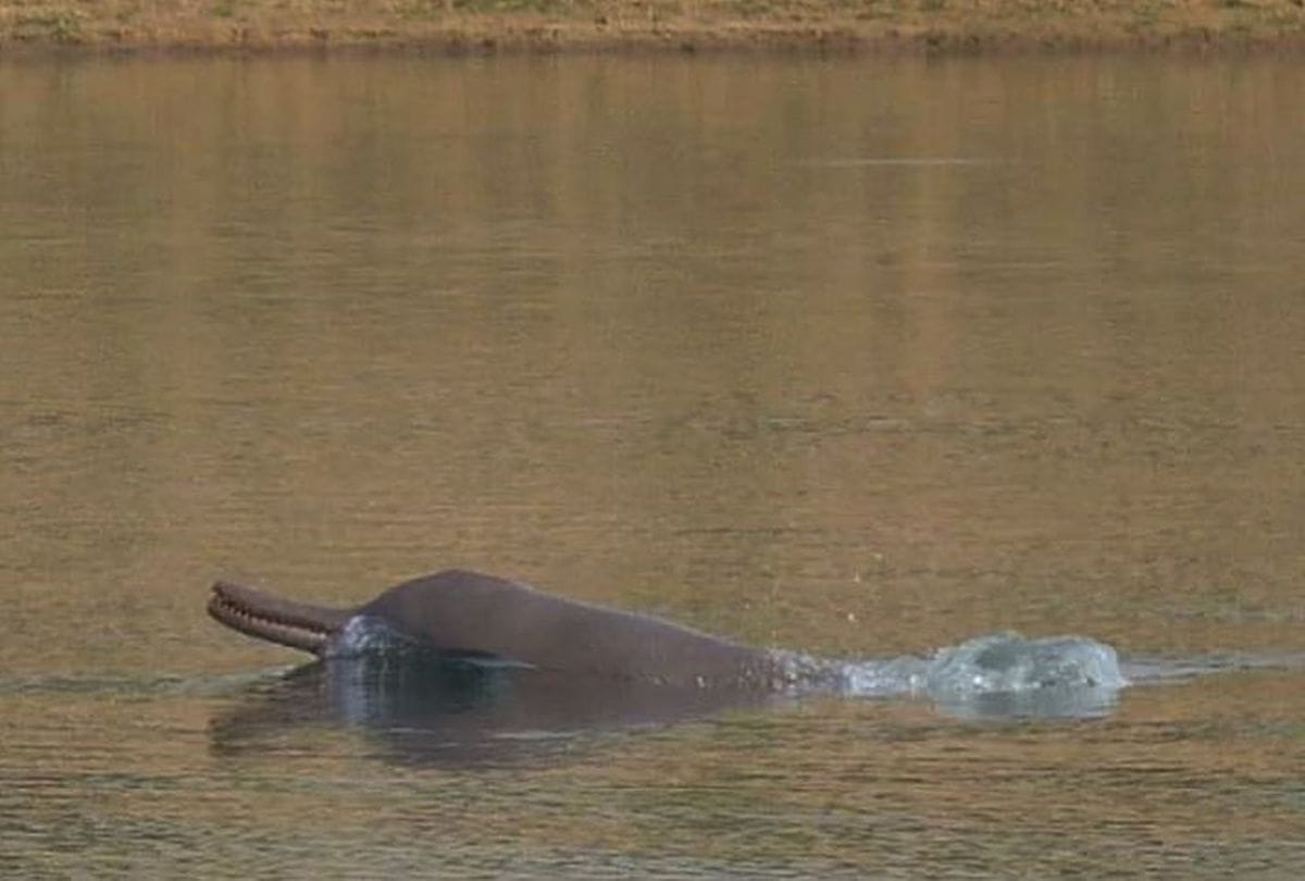 Dolphins unable to dive in Chambal river due to decrease water level