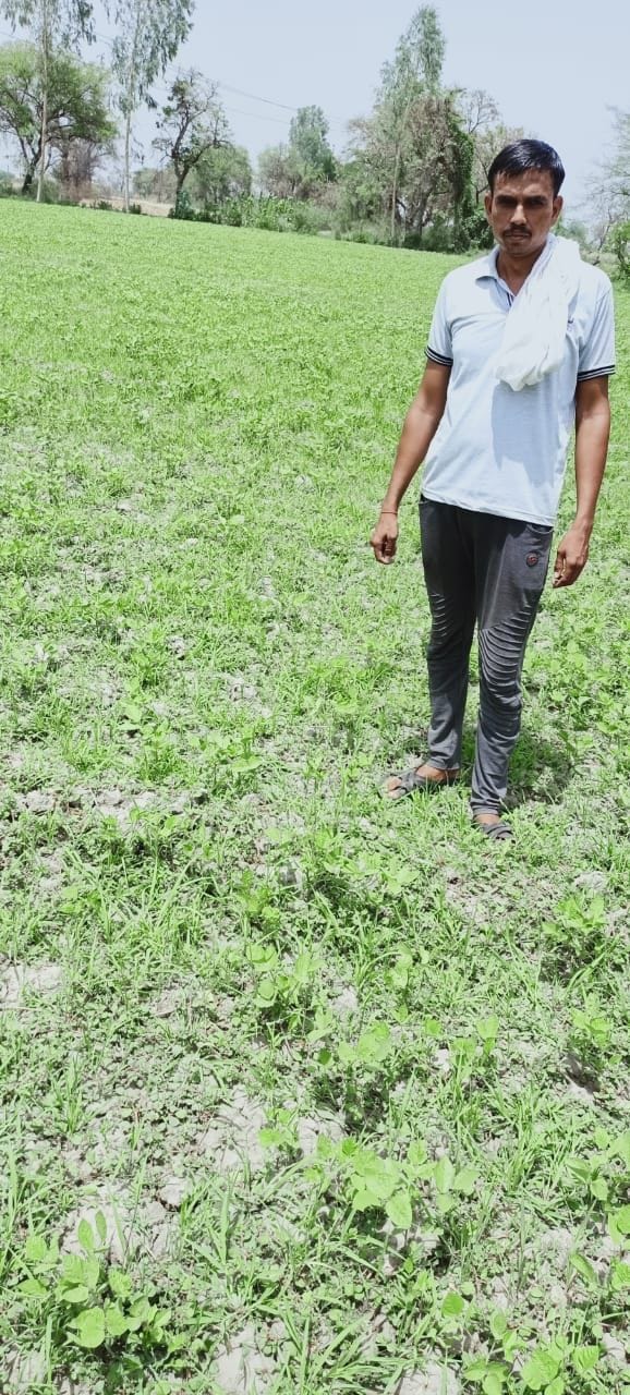locust attack on crops
