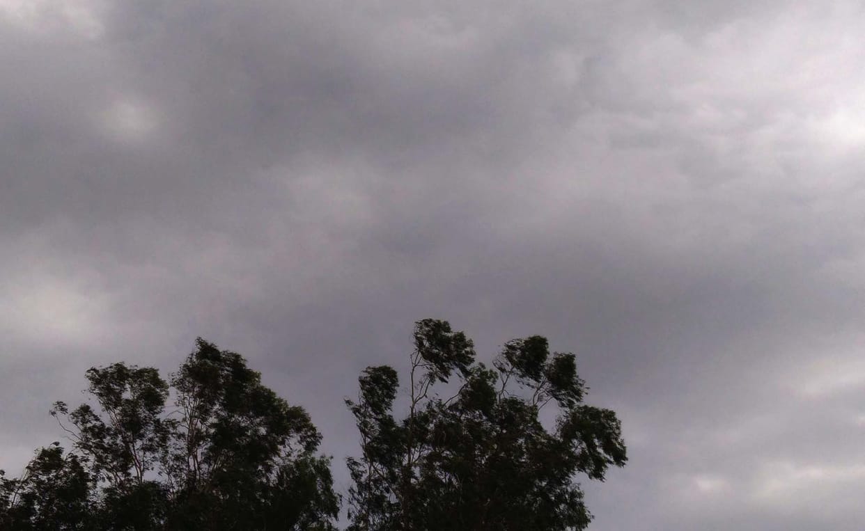 Heavy damage to mango due to storm and hail