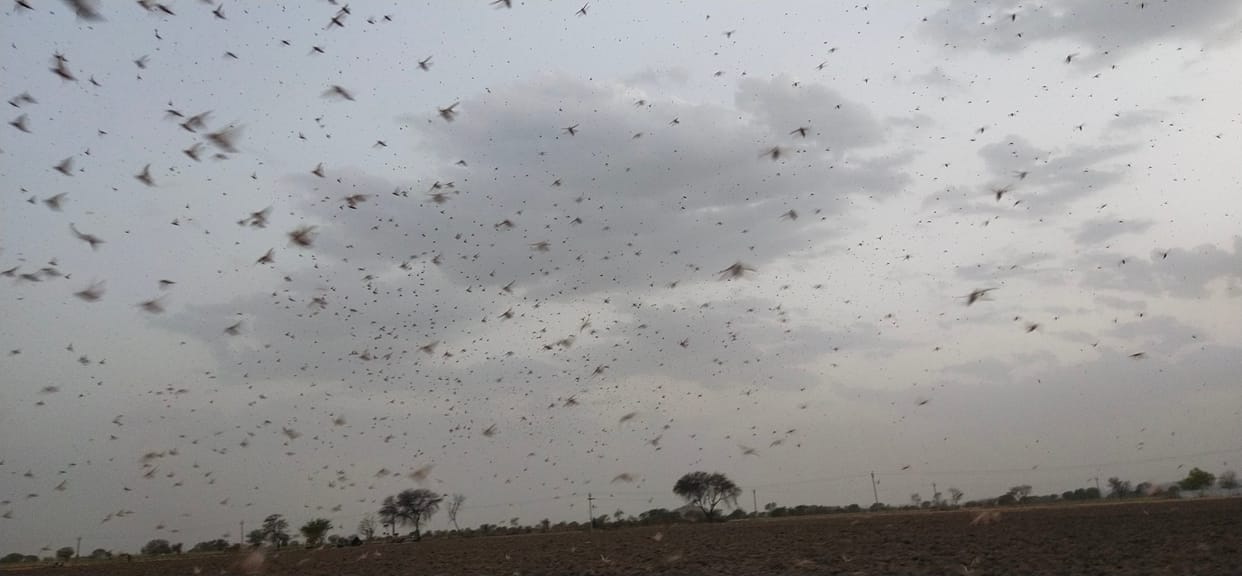 locust party created terror in Jhansi and MP by dividing it into three parts