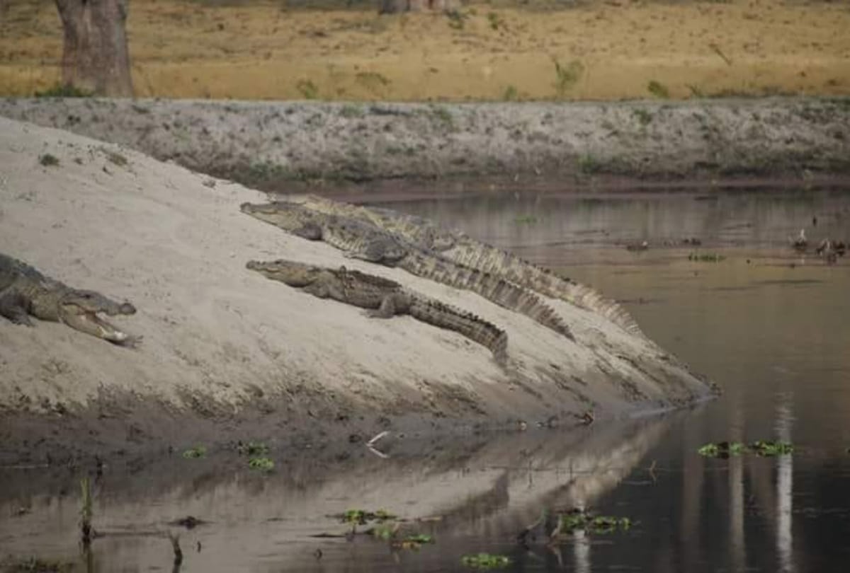 People live with Crocodile in Village of UP