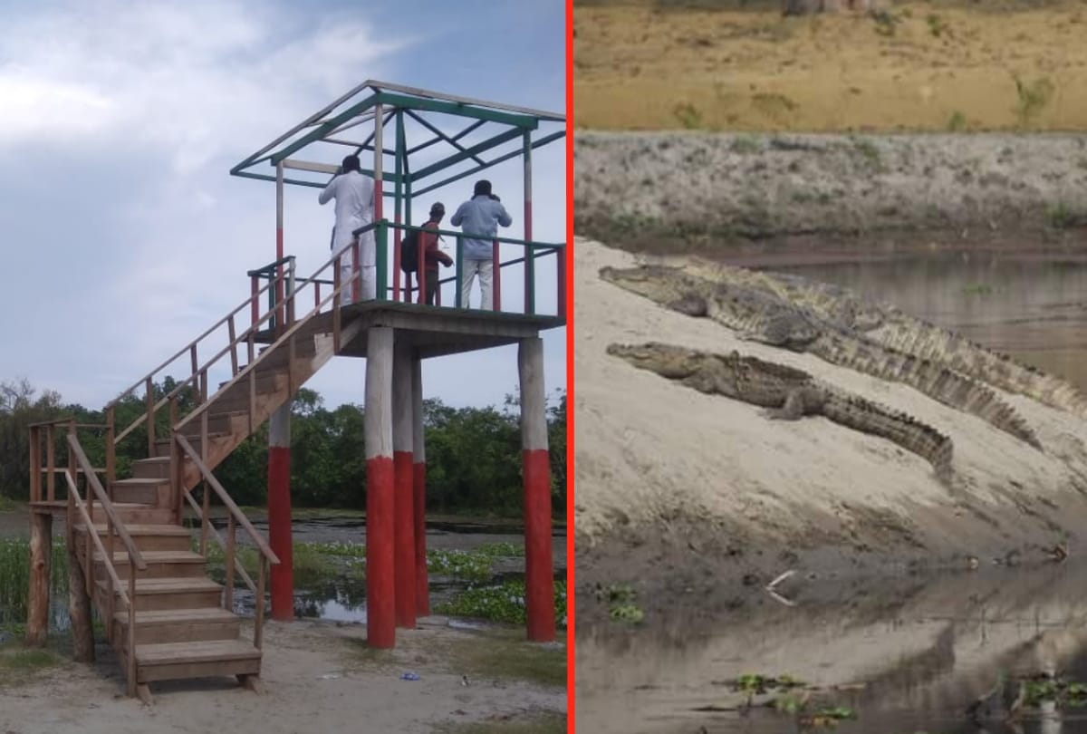 Darjiniya Taal special story see latest images Crocodile house Darjiniya Taal