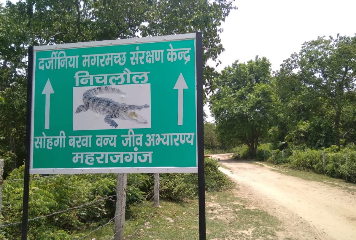 Darjiniya Taal special story Crocodile house in indo nepal border