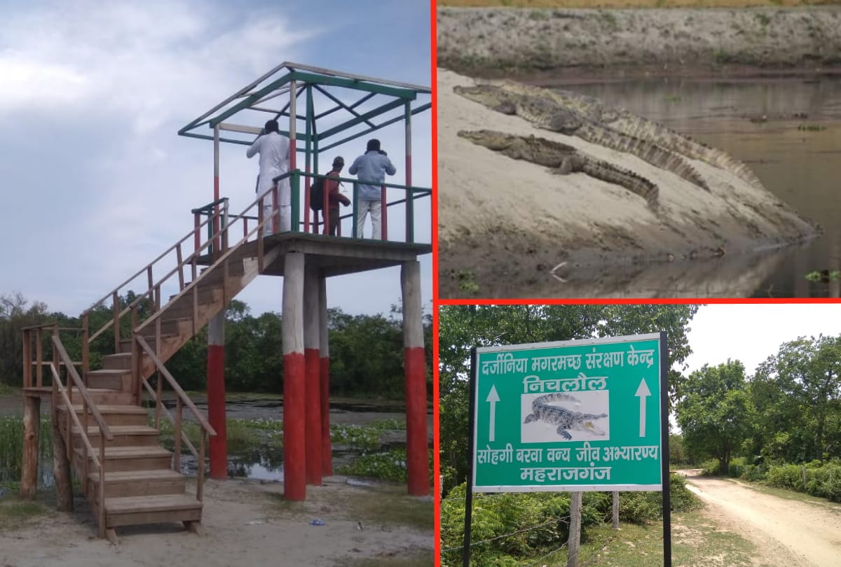 Crocodile house Darjiniya Taal special story