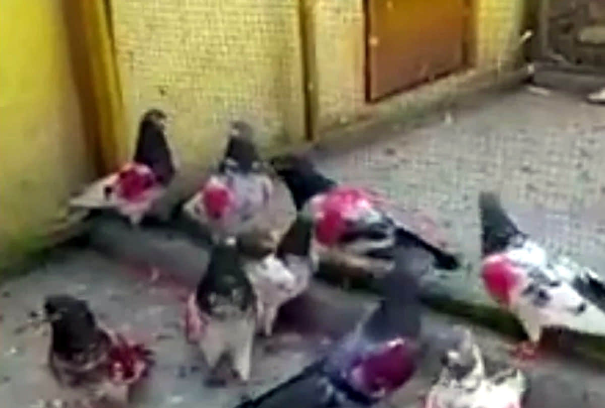 Pakistani Pigeon will go back to pakistan