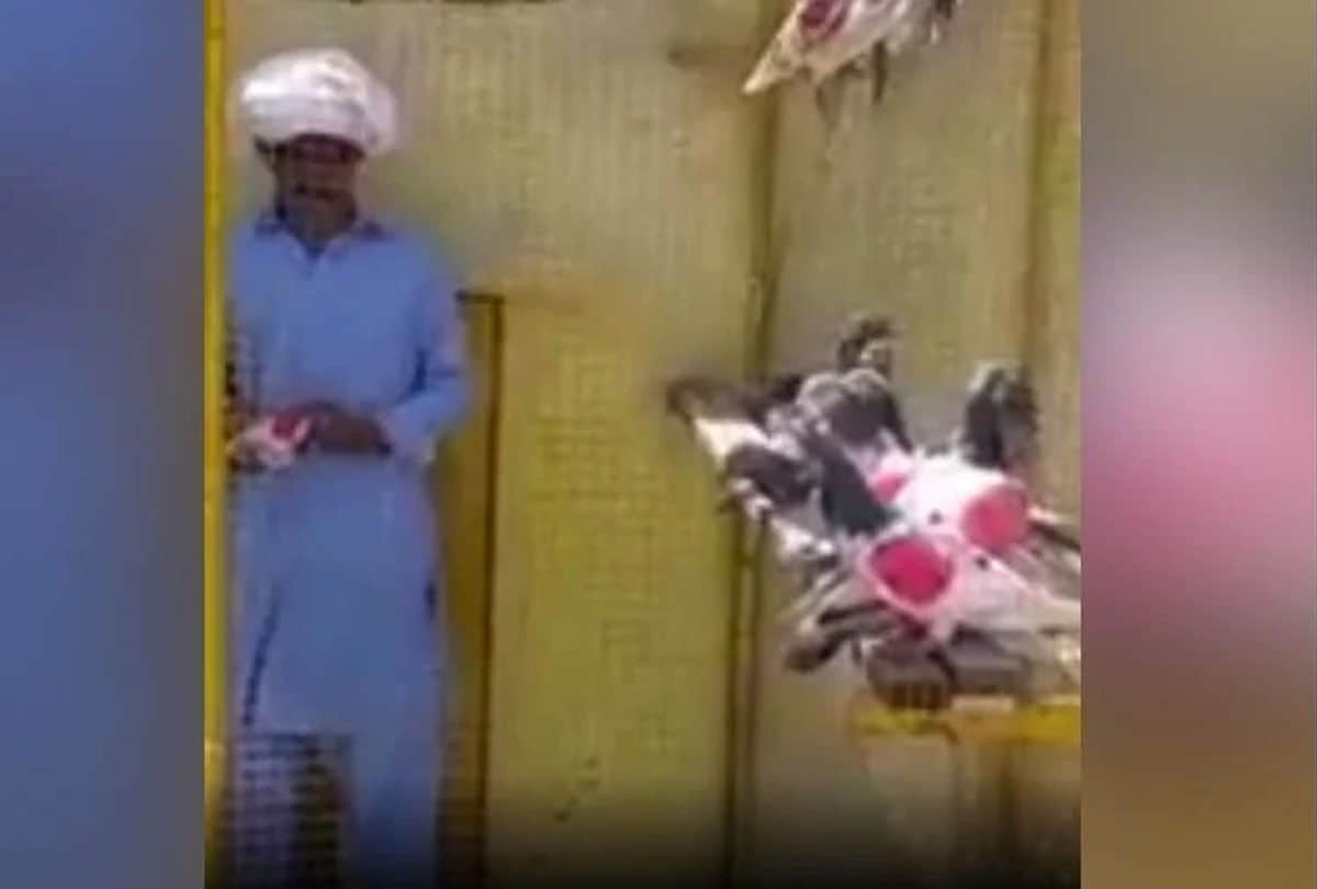 Pakistani Pigeon will go back to pakistan