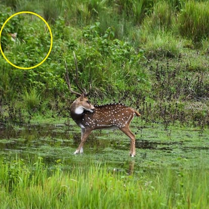 What is the suspense in this picture that you will not be able to catch even in the first time? Social media challenge