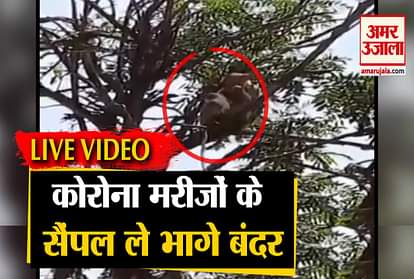 Monkeys run away with samples of corona patients at Meerut Medical College, video goes viral