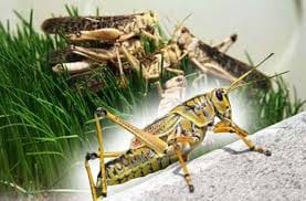 locust attack in shivpuri and jhansi