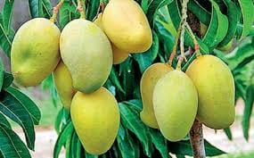 unhealthy trick to ripe mango in practice