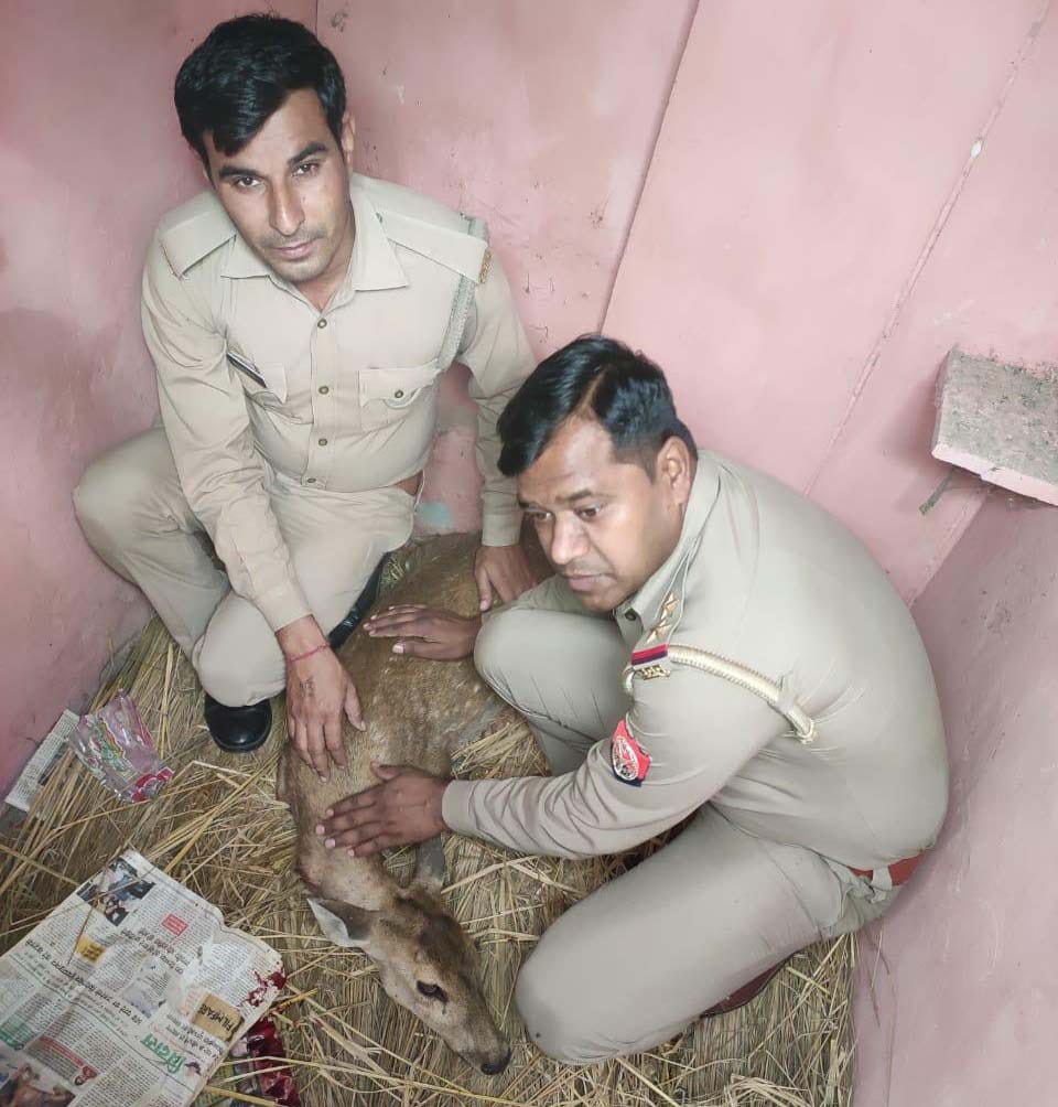 Stray dogs attacked and injured Pahada
