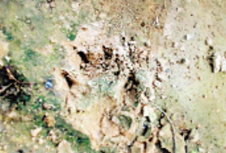 leopard attacked on calf in mall