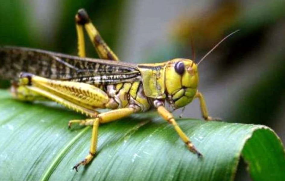 Planned to deal with grasshopper team