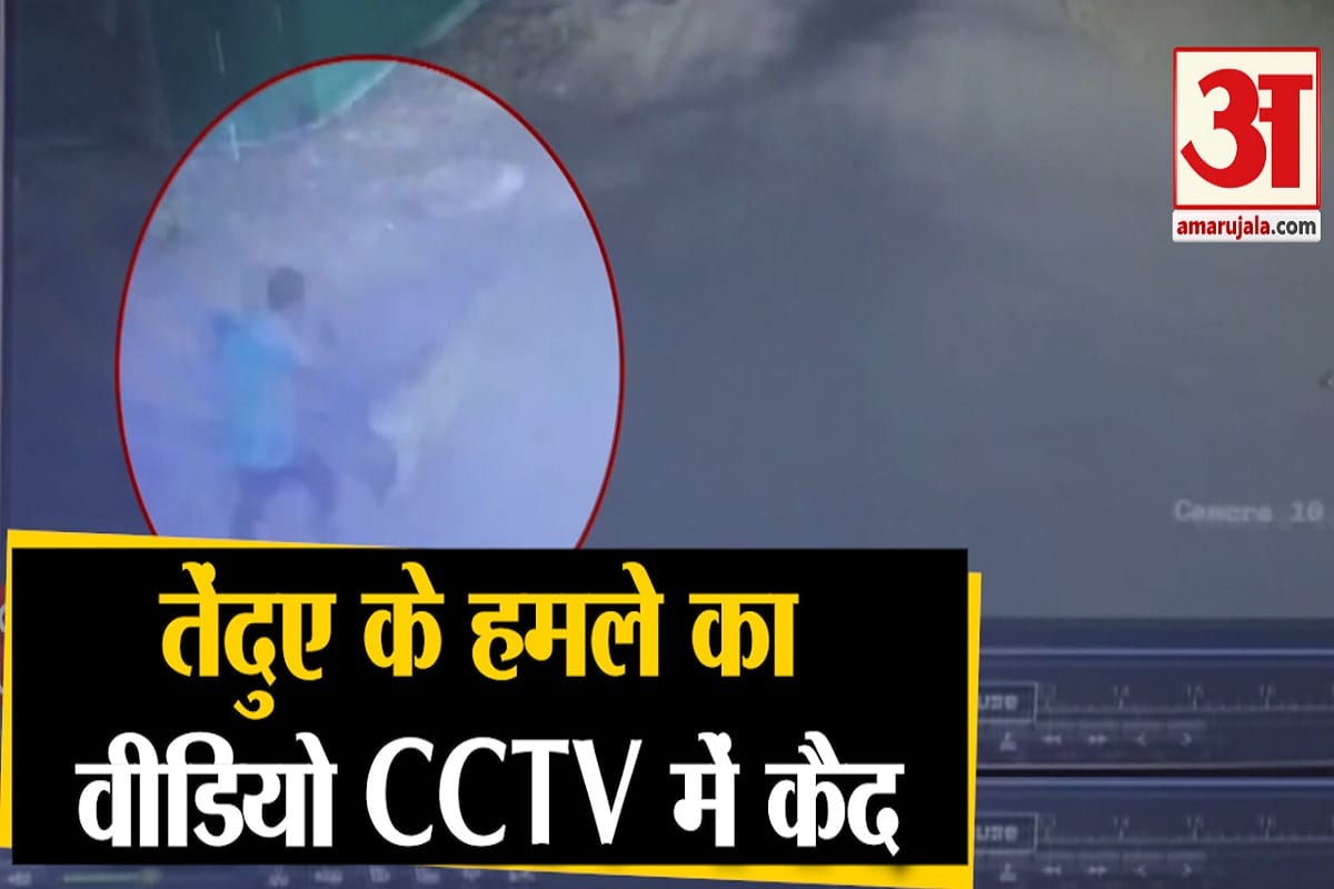 तेंदुआ