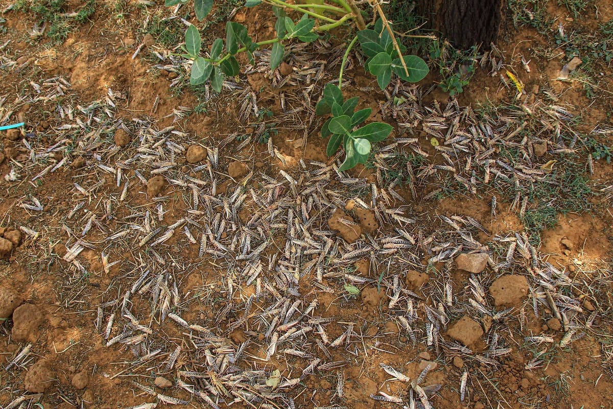 Indigenous sprayer trial to control locusts