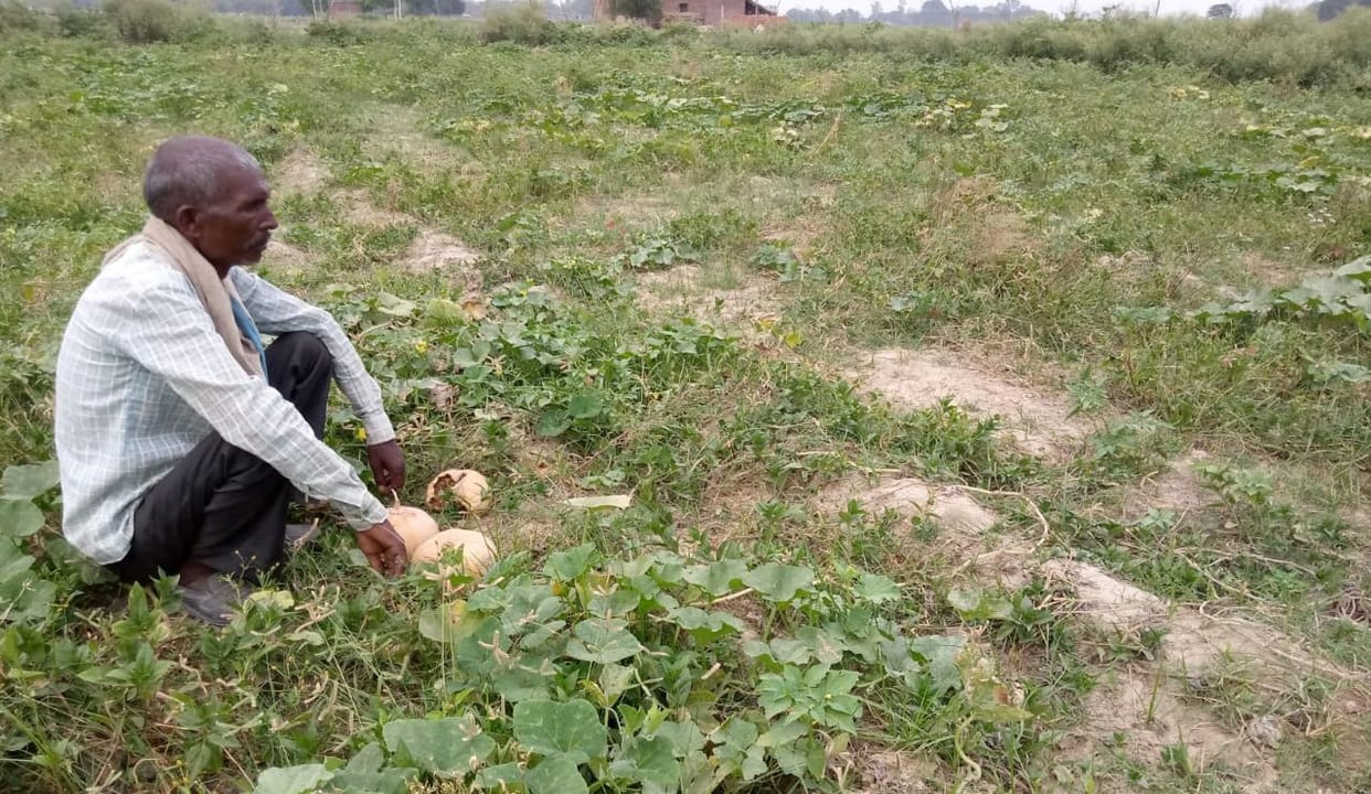 Thousands of quintal green vegetables spoiled in the fields