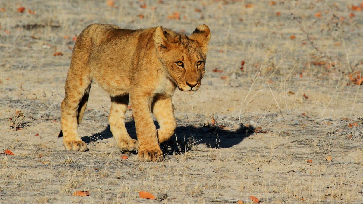 Madhya Pradesh: Tiger cub  found dead in Pench Tiger Reserve, second incident in 10 days