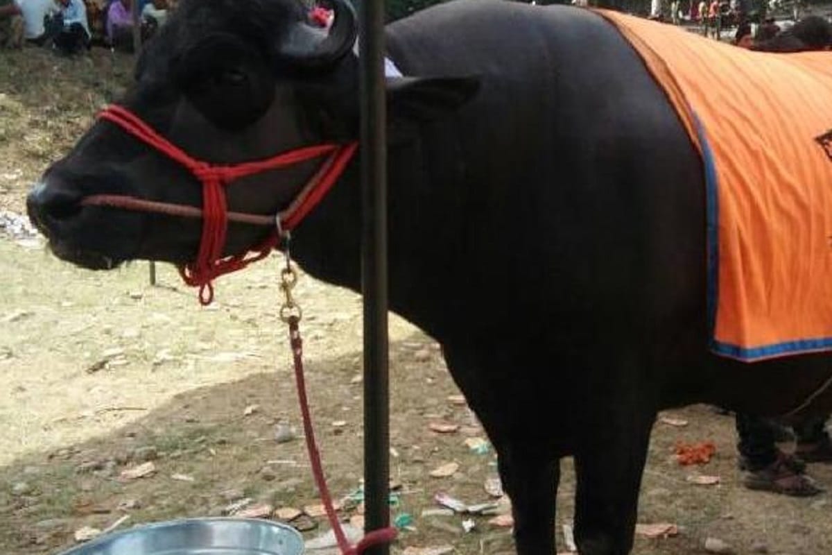 A buffalo was robbed from a laborer in Meerut and now the police gave two buffaloes to the victim