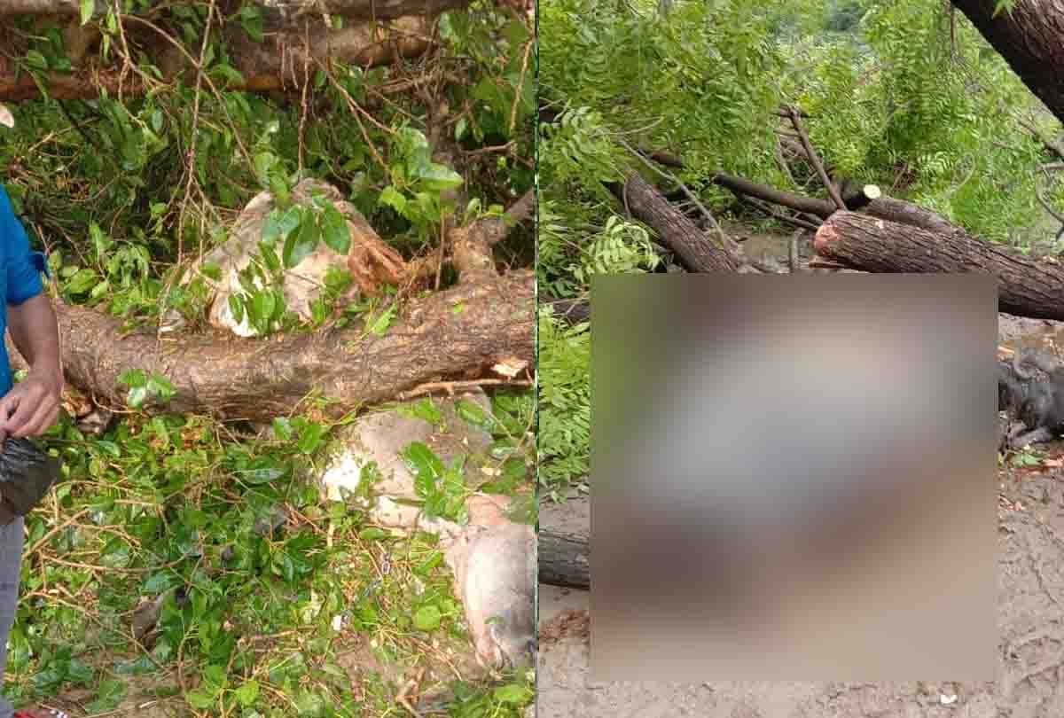Kanpur: Crops were destroyed due to severe hail
