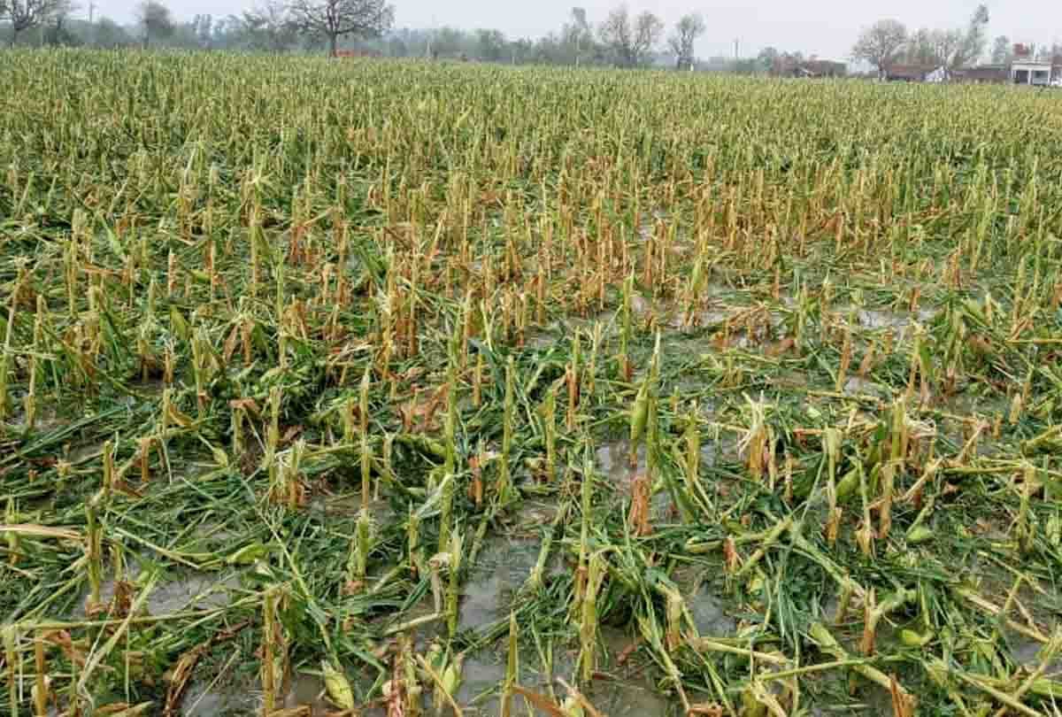Kanpur: Crops were destroyed due to severe hail