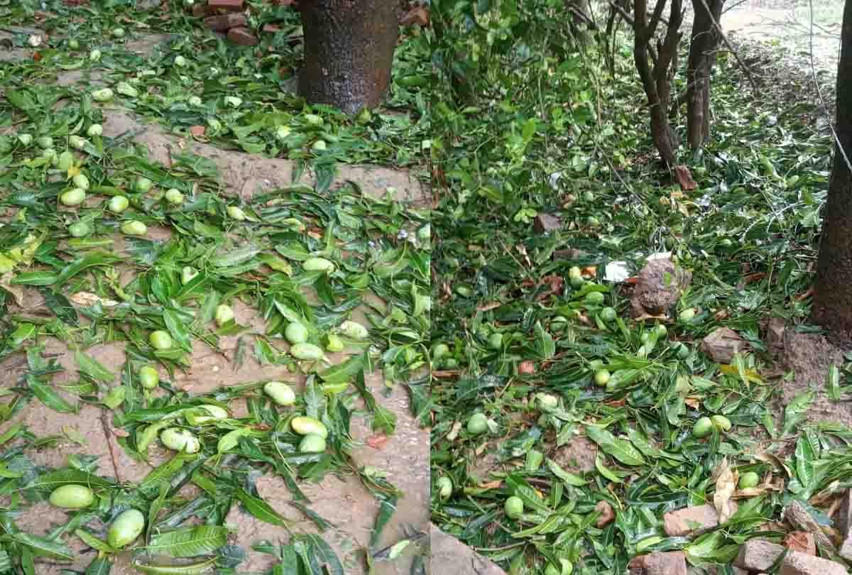 Kanpur: Crops were destroyed due to severe hail