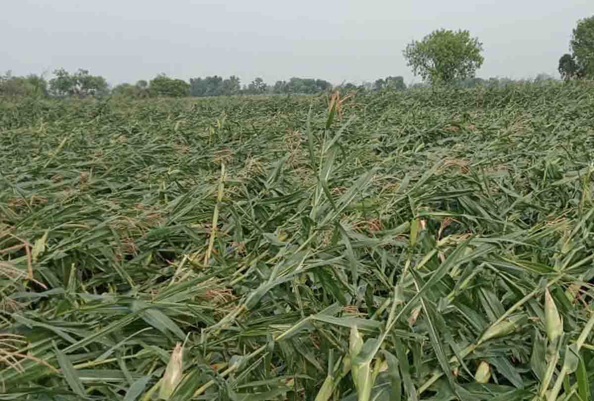 Kanpur: Crops were destroyed due to severe hail
