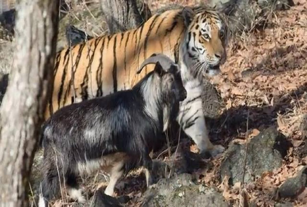 Tiger and Goat friendship Story of Siberia Zoo