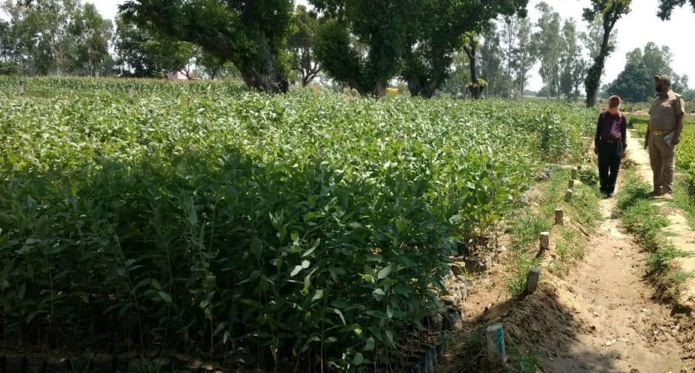 25 lakh saplings will be planted in the district, greenery will increase