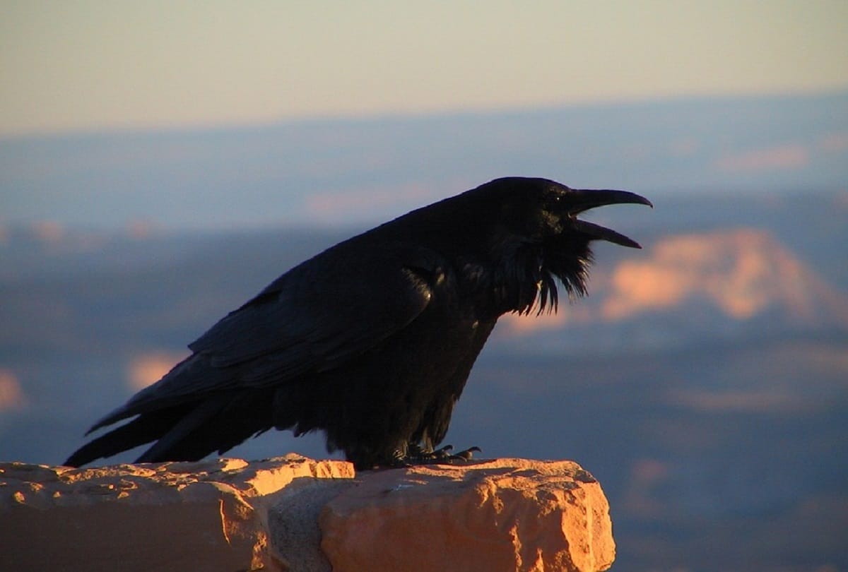 Five dead crows found in Kushinagar