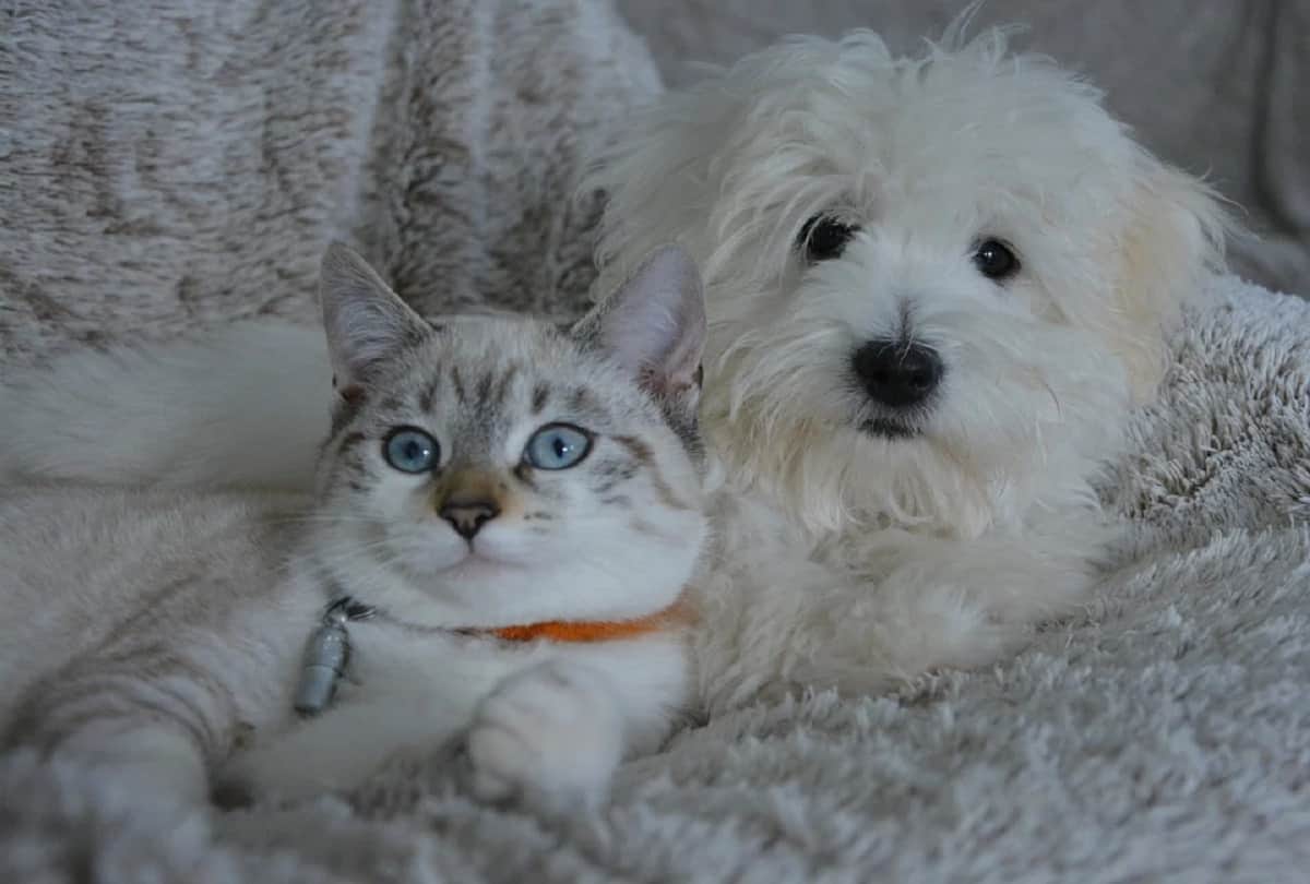 low birthrate in japan has more pets than children