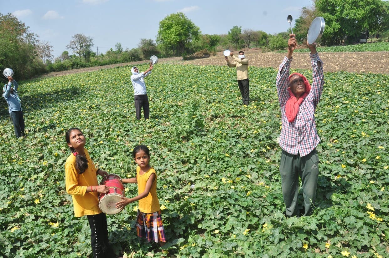 locusts fear in Farmers, guarding fields throughout the day
