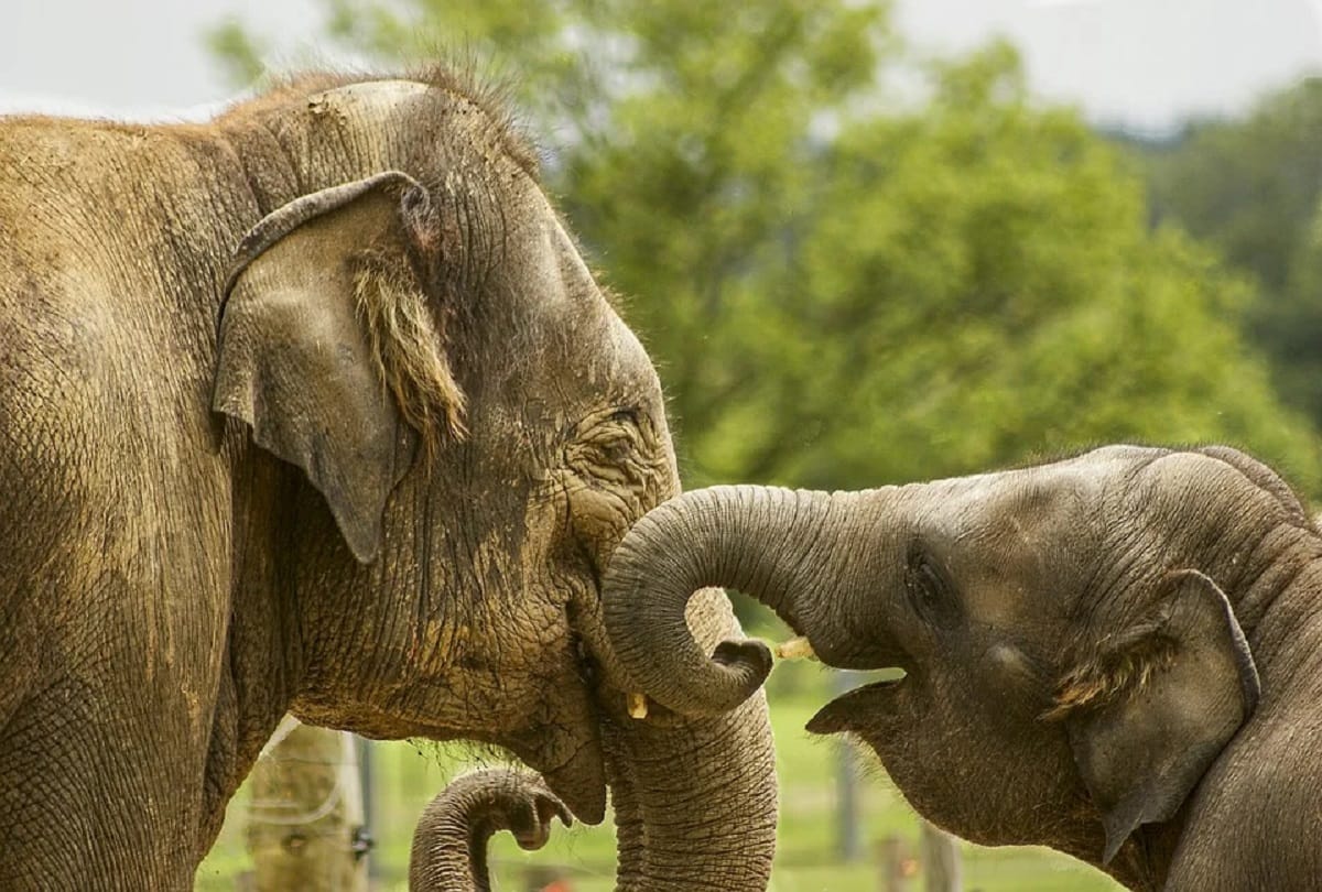 How the art of laughing evolved in humans Do animals even laugh