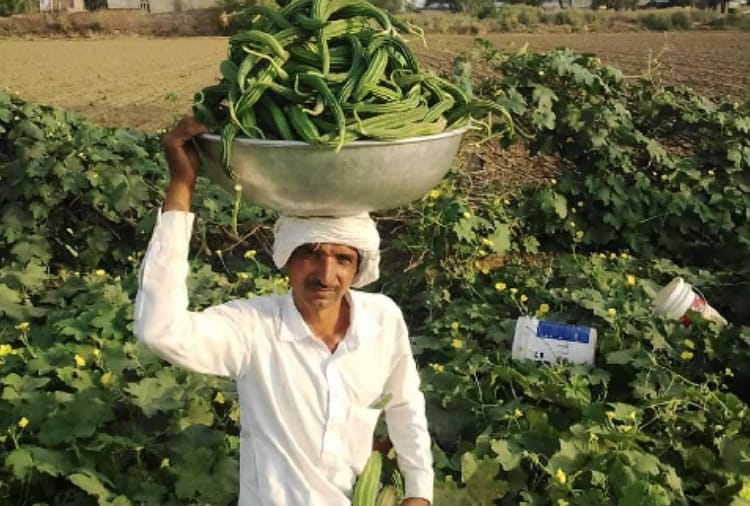 Haryana farmer earning through vegetable farming during lockdown