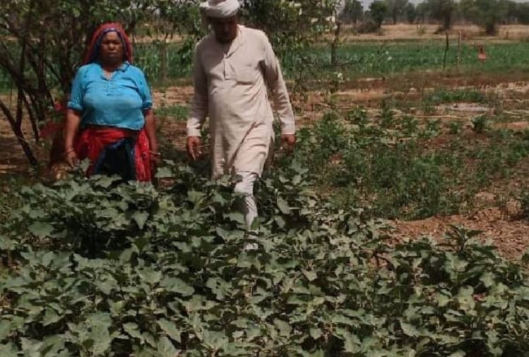Six thousand families of Rewari are doing Kitchen Gardening