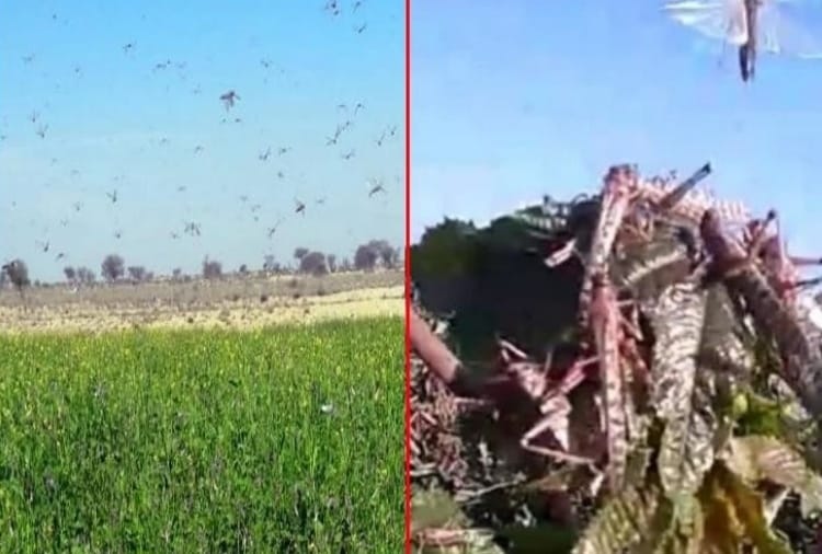 Farmers should be alert in Haryana regarding Locust attack