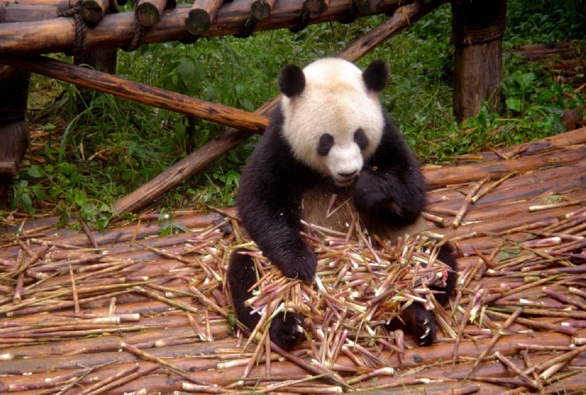 Interesting facts about Panda Animal