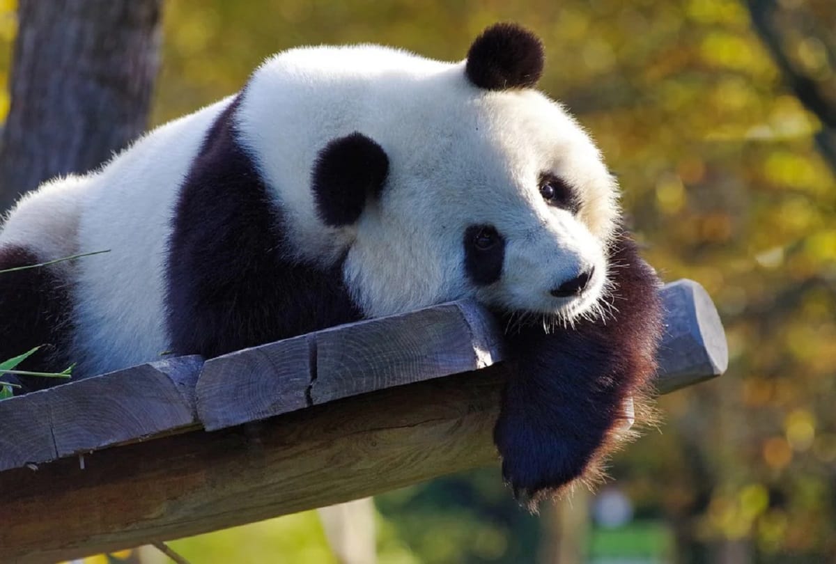Interesting facts about Panda Animal