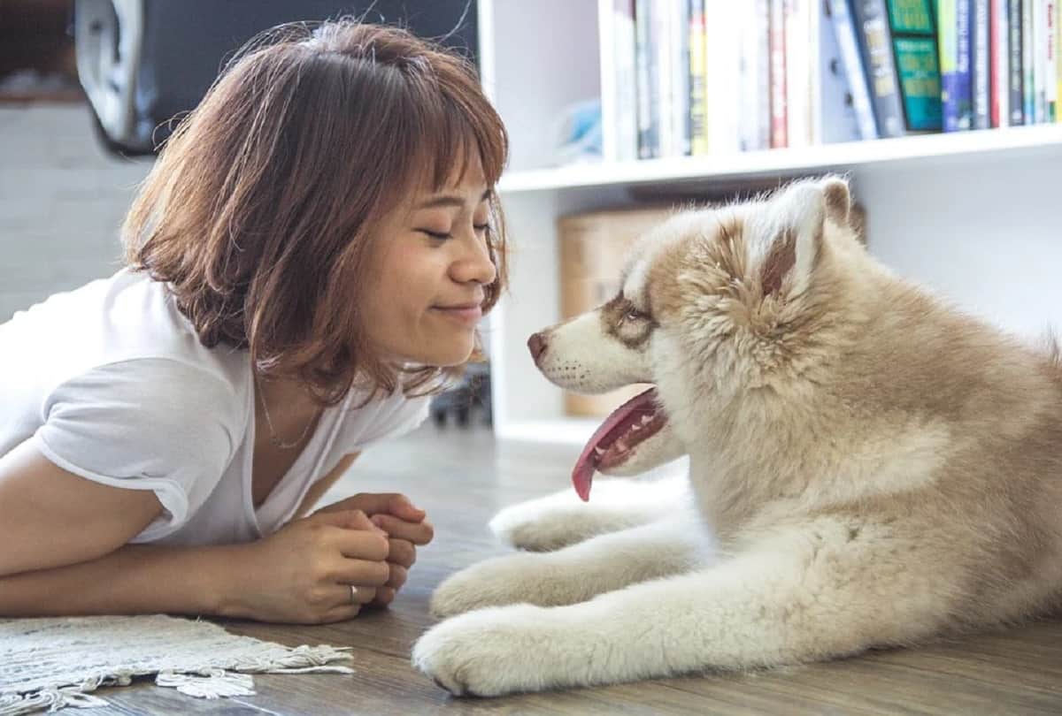 low birthrate in japan has more pets than children