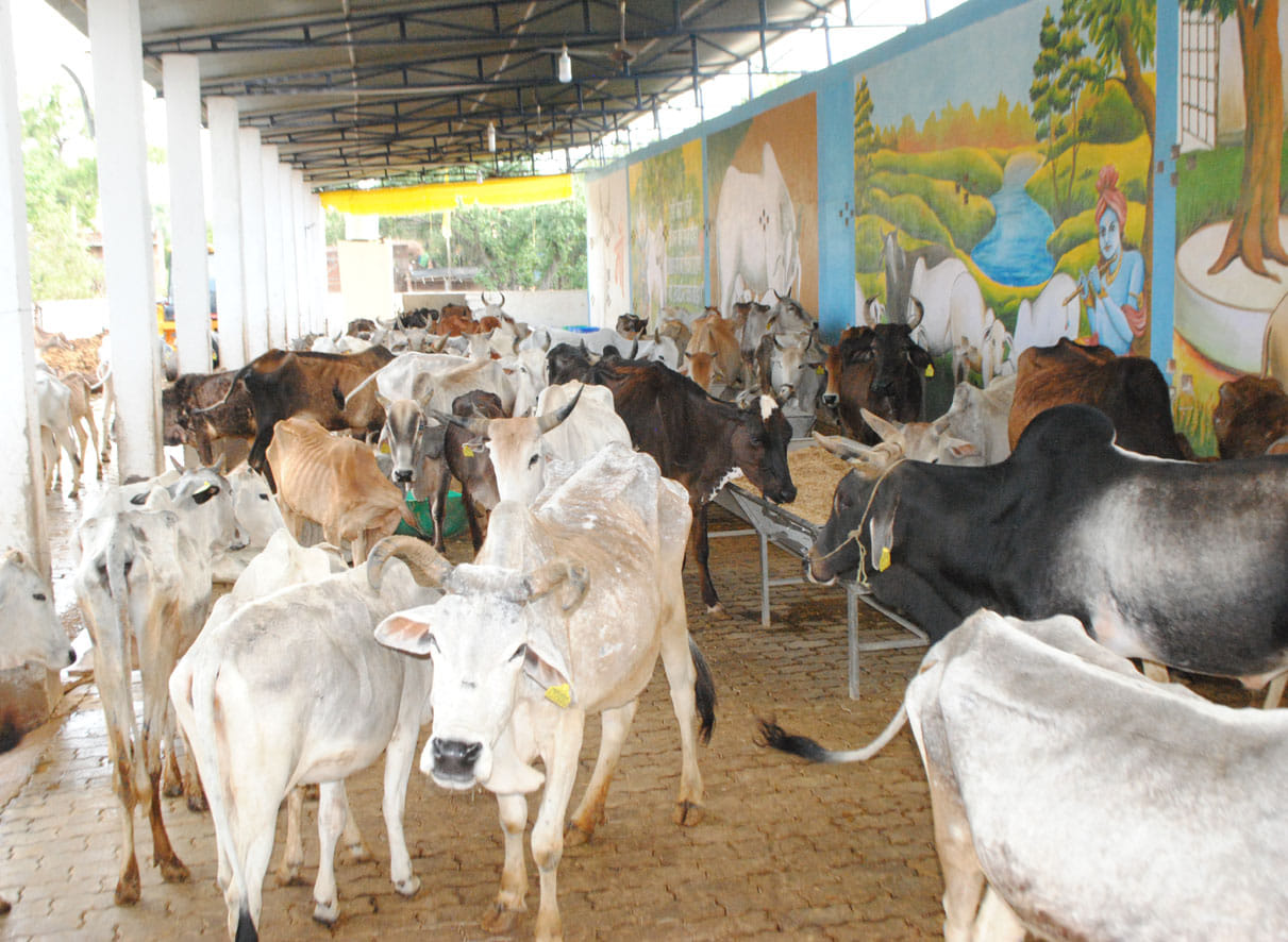 anna animal