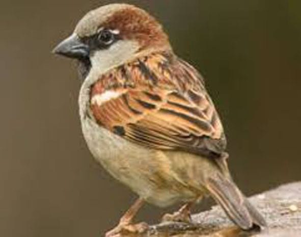 If the sparrow is saved, the locust escapes itself