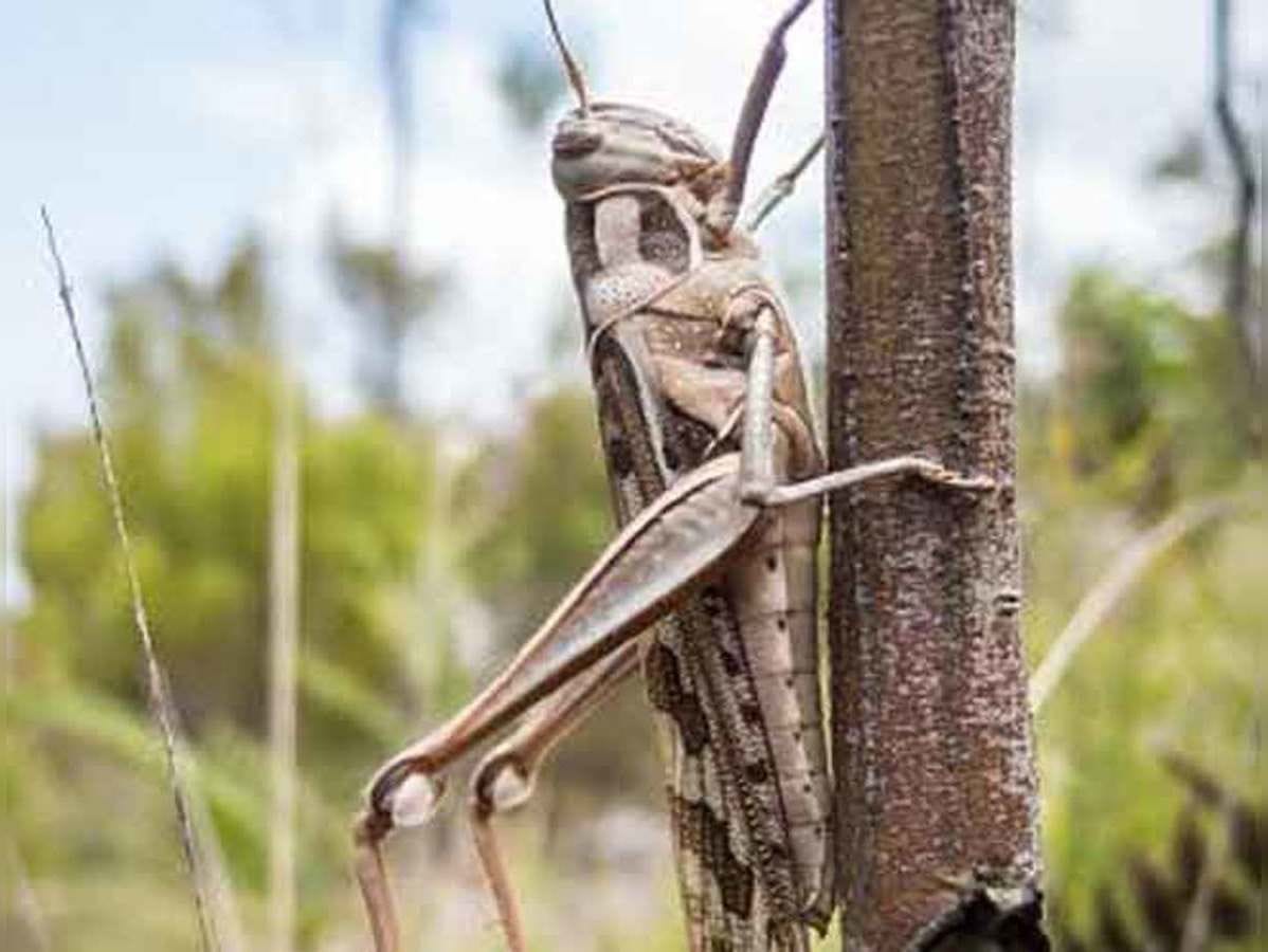 Apply neem lemon to save crop from locust