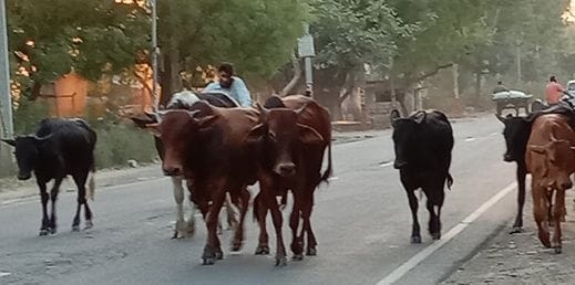 gowansh destroy the crops in the field in the seasion of lockdown, farmers warred