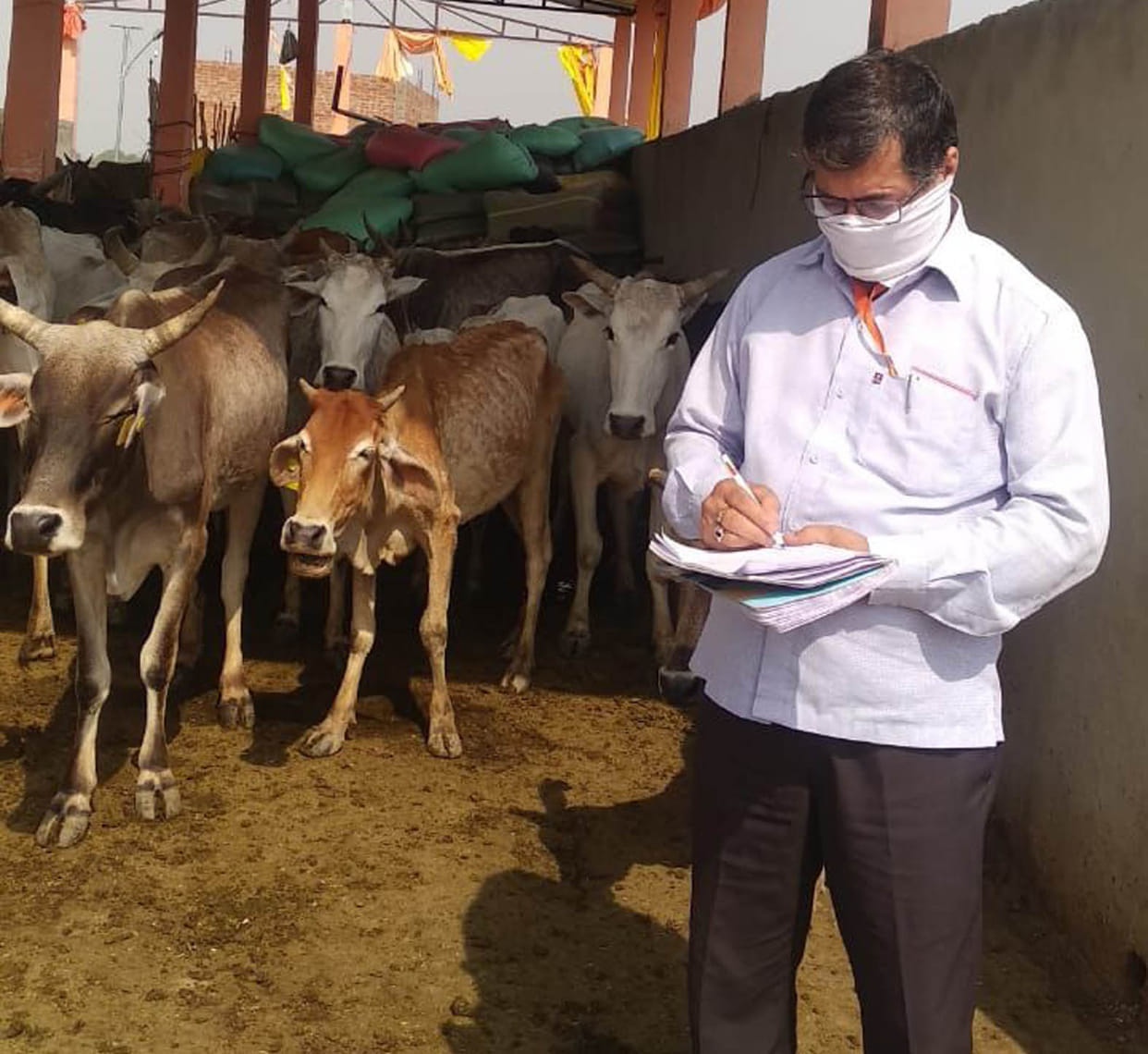 Fraud of 30 thousand animals in the Gaushalas of Mandal