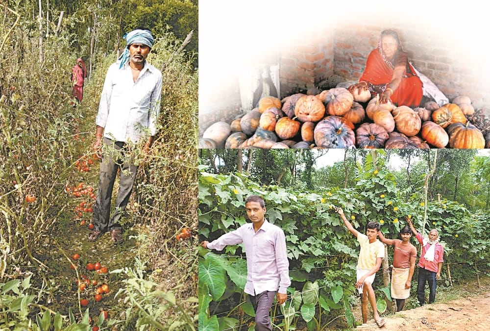 Lockdown badly effected vegetable producing farmers says amar ujala ground report on agriculture